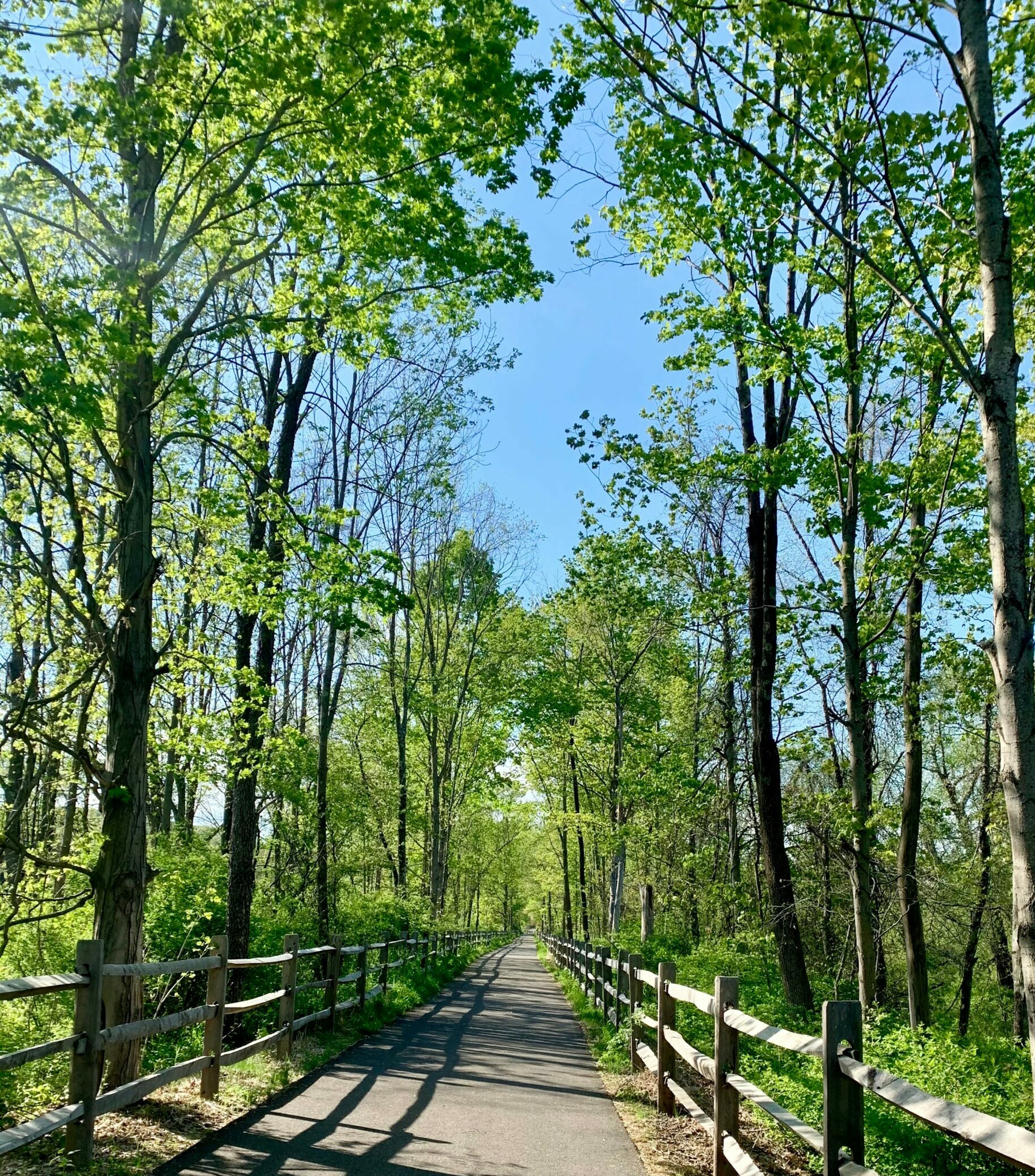 Photo of rail trail in Millerton shows trees, blue sky, and a paved path.